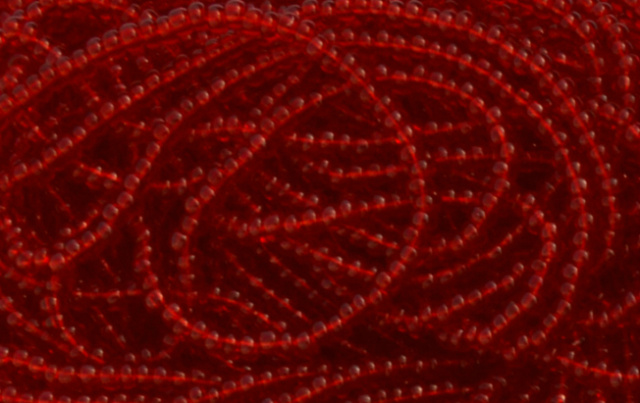 Transparent - Cherry Red Czech 11/0 Seed Beads